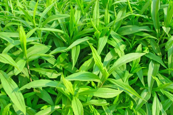 stock image Green plants