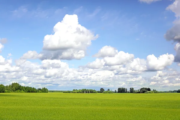 stock image Summer field landscape