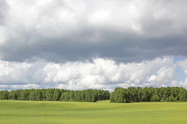 Stock image Summer green meadow