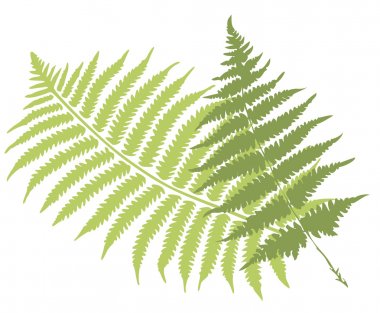 Fern leaves clipart