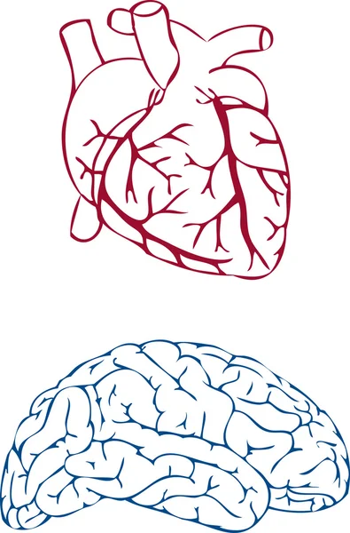 Corazón y cerebro — Vector de stock