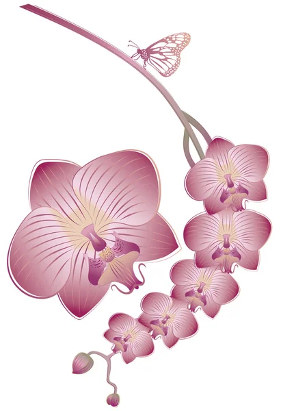 Orchidée avec papillon — Image vectorielle