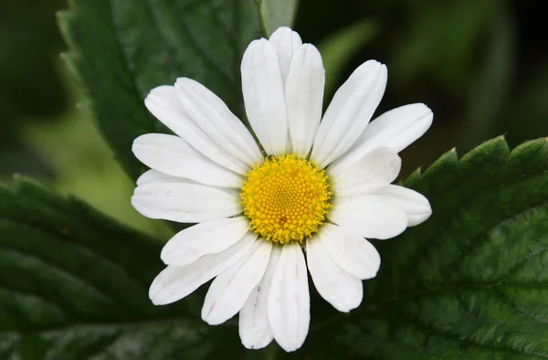 stock image Camomile