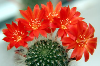 Cactus flowers clipart