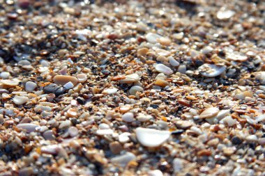 Sea sand from cockle-shells clipart