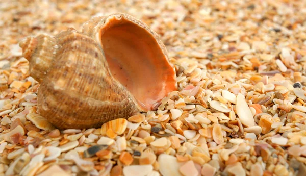 Cockleshell op zee zand — Stockfoto