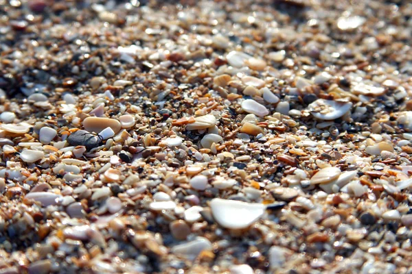 Sea sand from cockle-shells — Stock Photo, Image