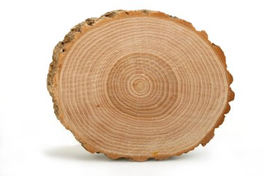 Cross section of tree trunk clipart