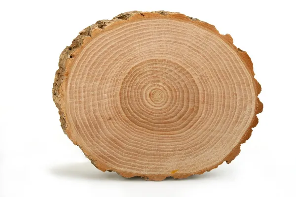 Sección transversal del tronco del árbol — Foto de Stock