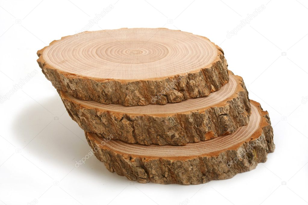 Cross sections of tree trunk