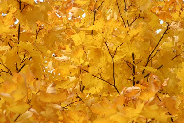 stock image Maple leaves