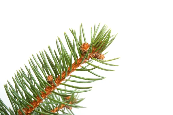 Branch of fir — Stock Photo, Image