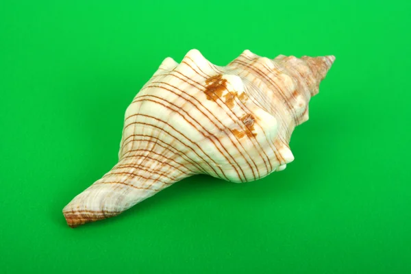 Sea cockleshell — Stock Photo, Image