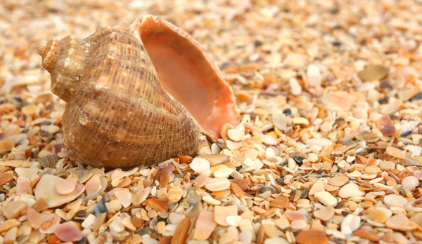 Cockleshell på sea sand — Stockfoto
