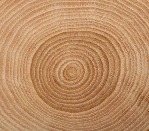 Textura de corte de madeira Imagens Royalty-Free