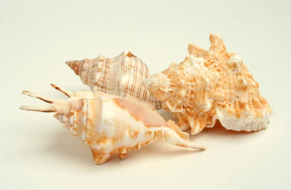 Sea cockleshell — Stock Photo, Image