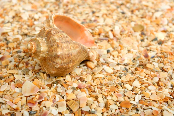 Cockleshell na mořském písku — Stock fotografie