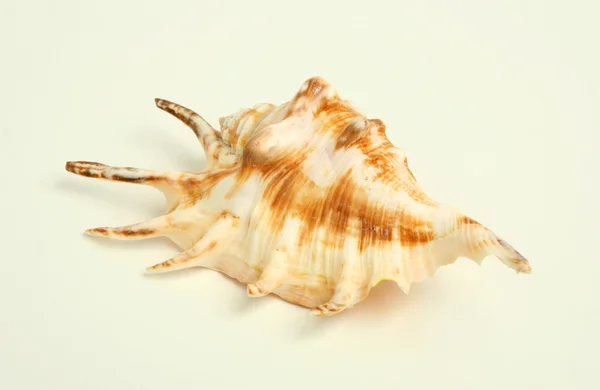Deniz cockleshell — Stok fotoğraf