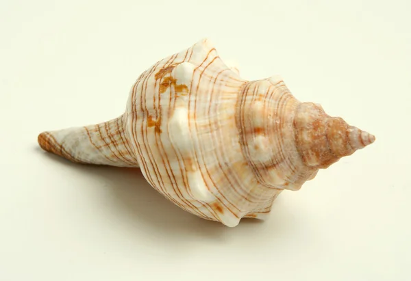 Cockleshell di mare — Foto Stock