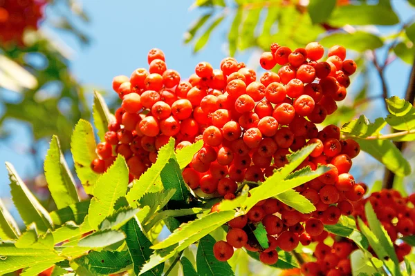 stock image Cluster of ahsberry