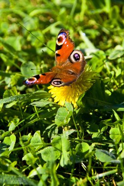 Butterfly on flower clipart