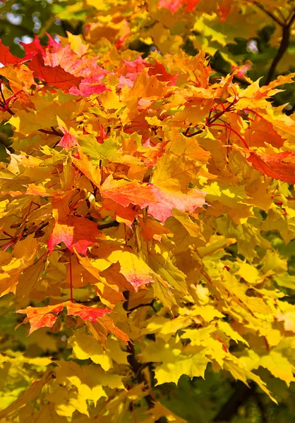 Φύλλα σφενδάμου χρωματιστό — Φωτογραφία Αρχείου