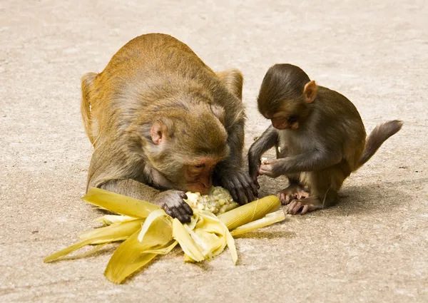 妈妈和宝宝的猴子 — 图库照片