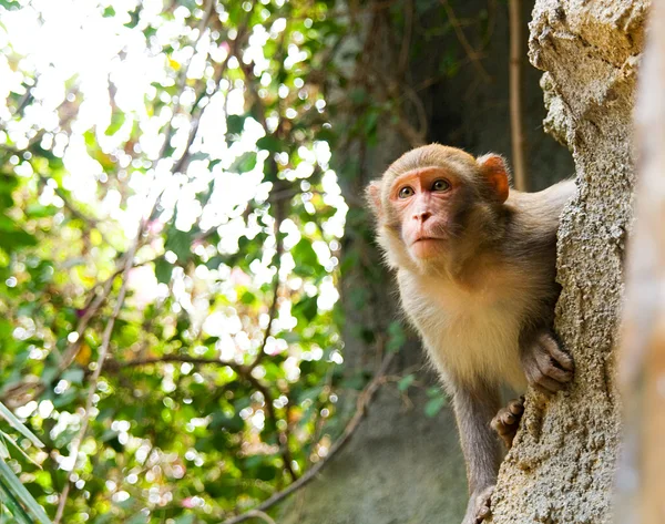 Guardando scimmia — Foto Stock
