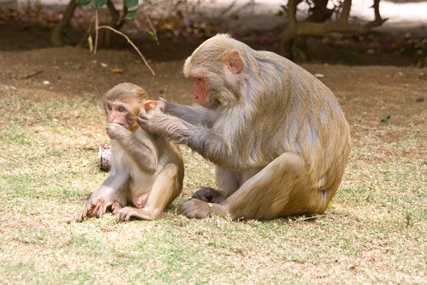 Mama i dziecko małpy — Zdjęcie stockowe