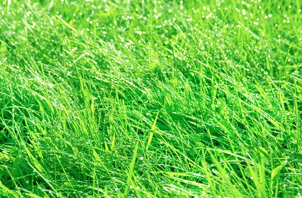 Grüne Graswiese — Stockfoto