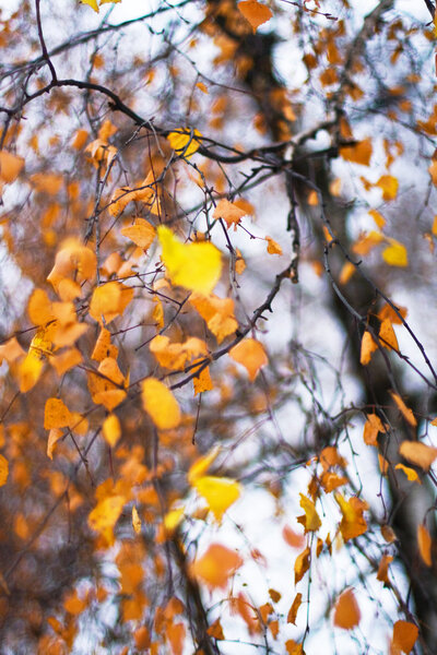 Birch twigs by autumn as background