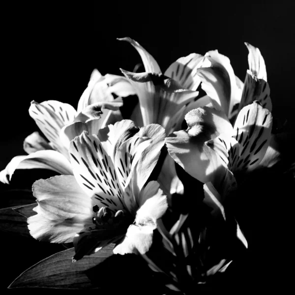 stock image Flowers in monochrome