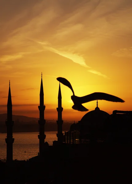 Mew au-dessus de la mosquée Sultanahmet au lever du soleil — Photo