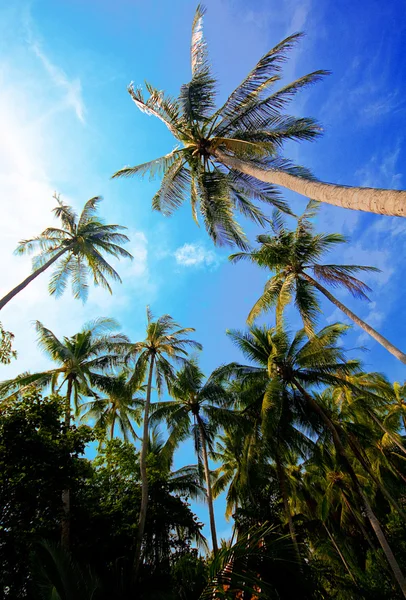 Grand palmiers tropicaux — Photo
