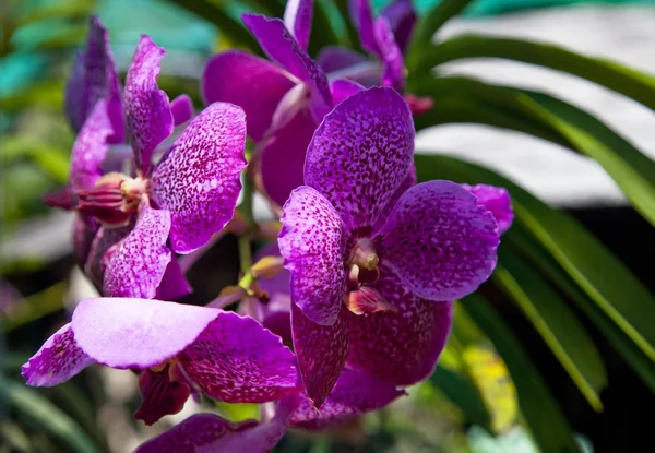 stock image Pink orchid