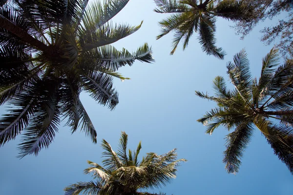 四种棕榈树的顶端 — 图库照片