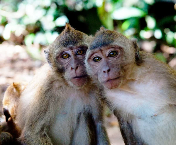 Ritratto di tre scimmie — Foto Stock