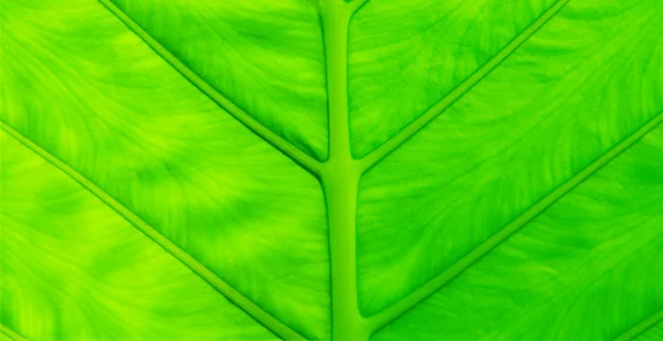 Πράσινο φύλλο με φλέβες — Φωτογραφία Αρχείου