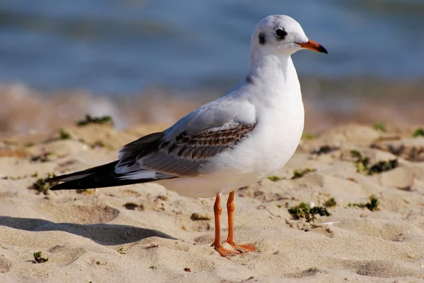 stock image Seagull