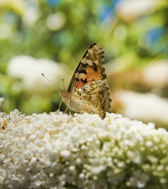 Monarch butterfly on butterfly bush clipart