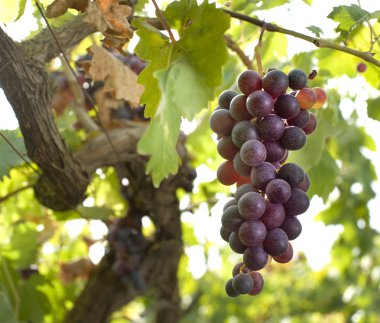 Red grapes on vine clipart