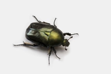 Scarab bettle isolated on white clipart