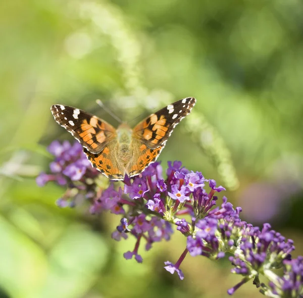 Monarch motýl na butterfly bush — Stock fotografie
