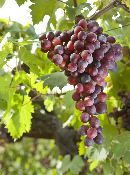 Raisins rouges sur vigne — Photo