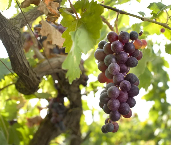 Rode druiven op wijnstokken — Stockfoto