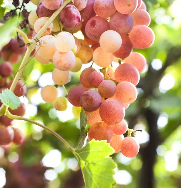 Czerwone winogrona na winorośli — Zdjęcie stockowe