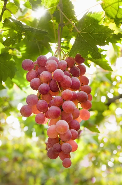 Vörös szőlő szőlőn — Stock Fotó