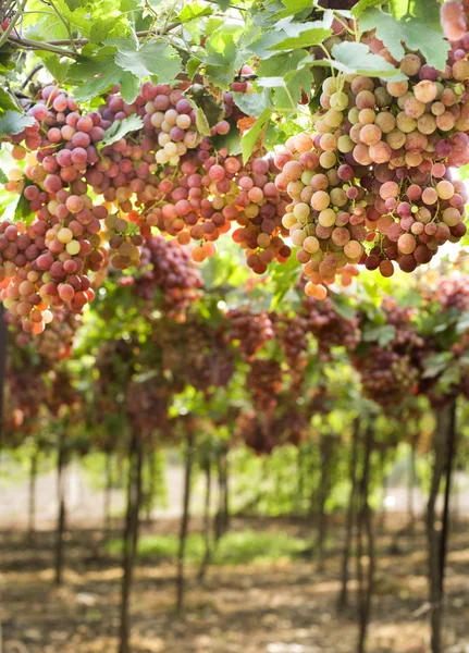 Red grapes on vine — Stock Photo, Image