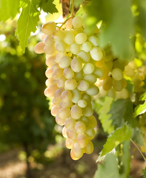 Uvas brancas em videira — Fotografia de Stock