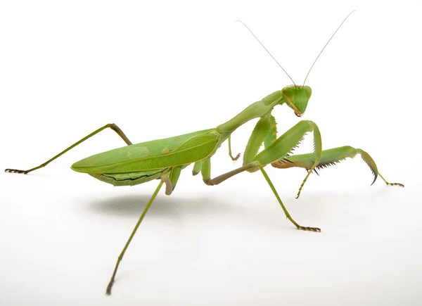 Προσεύχεται mantis — Φωτογραφία Αρχείου